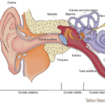 Sistema auditivo